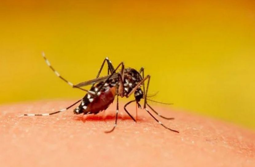 ডেঙ্গুতে ২ জনের মৃত্যু, আক্রান্ত ৬৭২