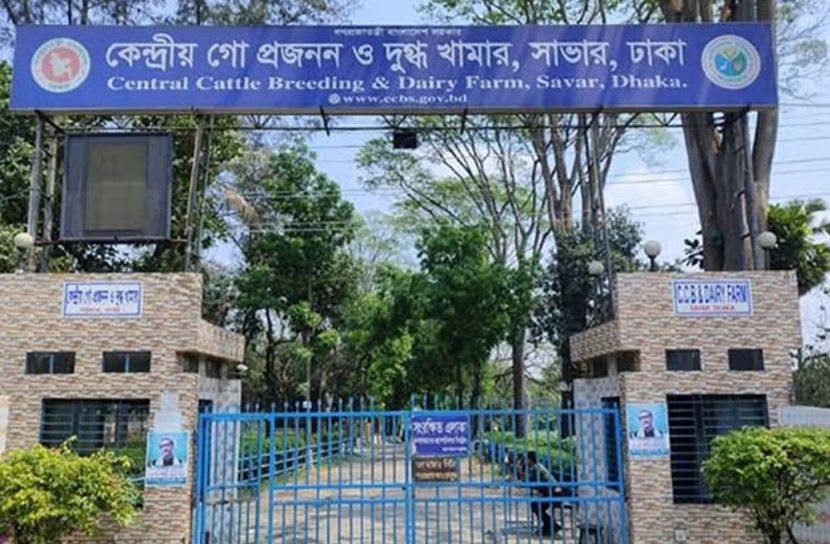 সাভার ডেইরী ফার্মে বহিরাগতের হামলায় এক কর্মচারী মৃত্যুশয্যায় 