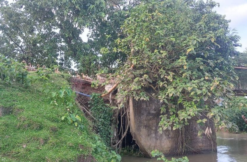 মদনে পাহাড়পুর ব্রিজের এপ্রোচ ধসে যোগাযোগ বিচ্ছিন্ন, দুর্ভোগে দুই ইউনিয়ন