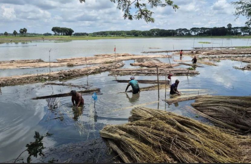 পাটের সোনালি স্বপ্নে কালো মেঘ, লোকসানের শঙ্কায় কৃষক