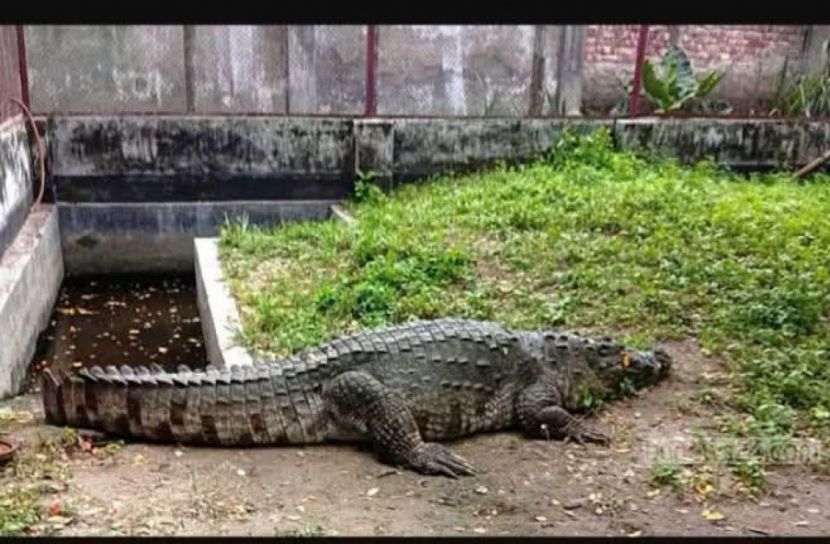 খাঞ্জেলী দীঘির কুমির ‘ধলাপাহাড়’ এখন ডুলাহাজারা সাফারি পার্কে