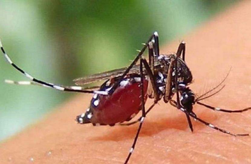 ডেঙ্গুতে ২৪ ঘণ্টায় ২ মৃত্যু, হাসপাতালে ৯৯৬