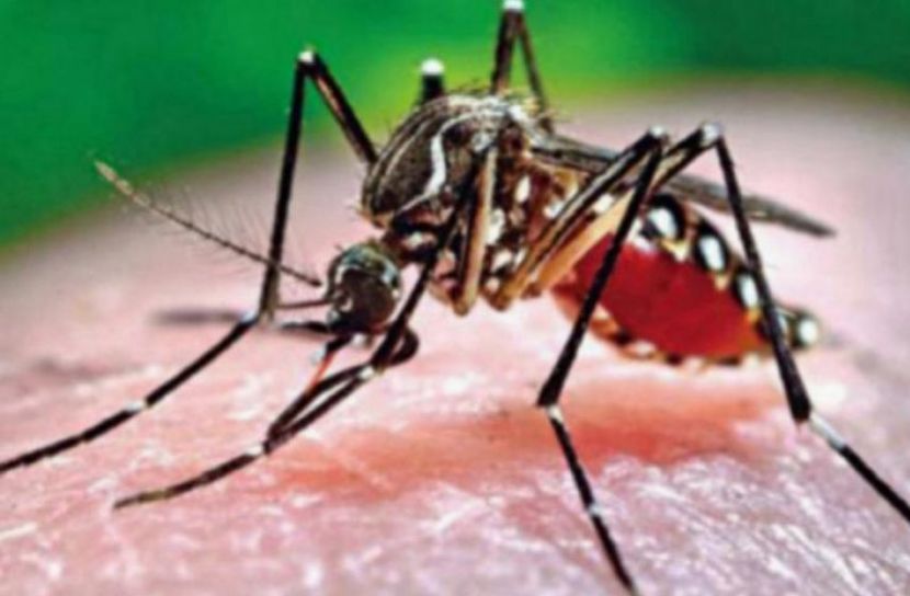 ডেঙ্গুতে ২৪ ঘণ্টায় ৪ মৃত্যু, আক্রান্ত ১১৬৩