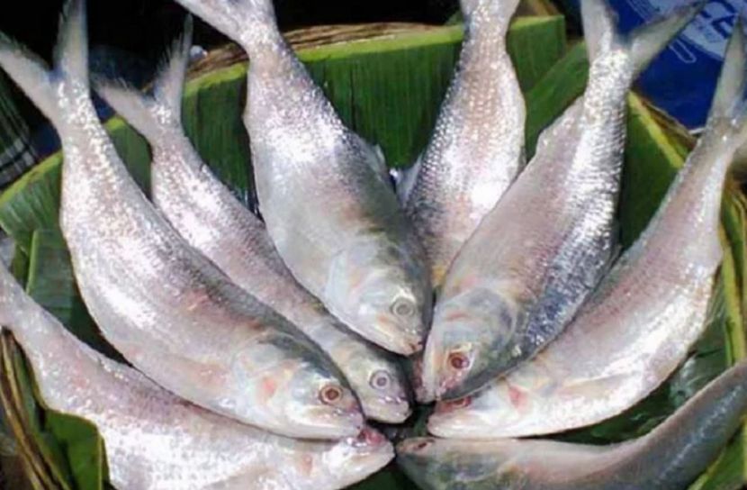 দুর্গাপূজায় ইলিশ রপ্তানির নিষেধাজ্ঞা তুলে নেওয়ার দাবি ভারতের আমদানিকারকদের