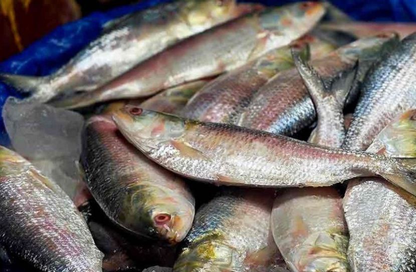 প্রথমবার ভারত থেকে এলো ৫০০ টন ইলিশ