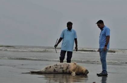কুয়াকাটা সৈকতে আবারও ভেসে এলো মৃত ইরাবতী ডলফিন
