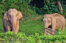 লাঠিটিলায় বিলুপ্তির পথে হাতি !