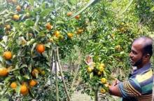 মোরেলগঞ্জে লবণাক্ত জমিতে  কমলা     