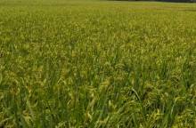 নিজস্ব প্রতিবেদক