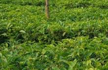 নিজস্ব প্রতিবেদক