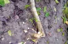 কুষ্টিয়ায় রাতের অন্ধকারে কেটে ফেলা হলো ১৫টি ফলজ ও বনজ গাছ