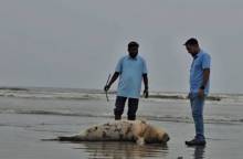 কুয়াকাটা সৈকতে আবারও ভেসে এলো মৃত ইরাবতী ডলফিন